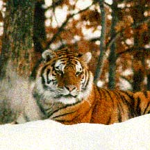 Tiger Subspecies