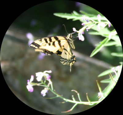 tiger swallowtail butterfly