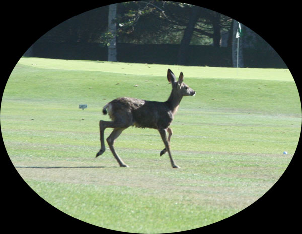 deer
