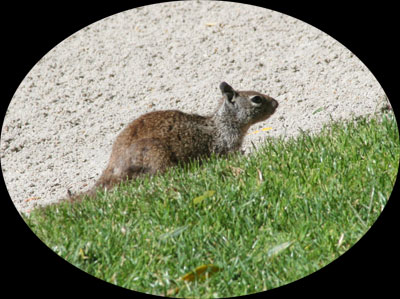 squirrel