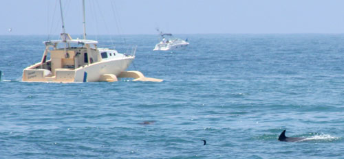 jaws