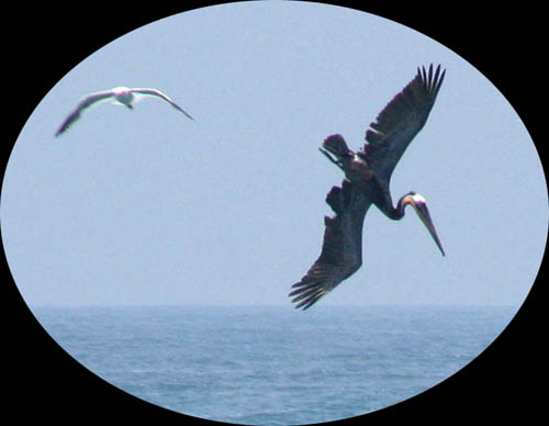 pelican