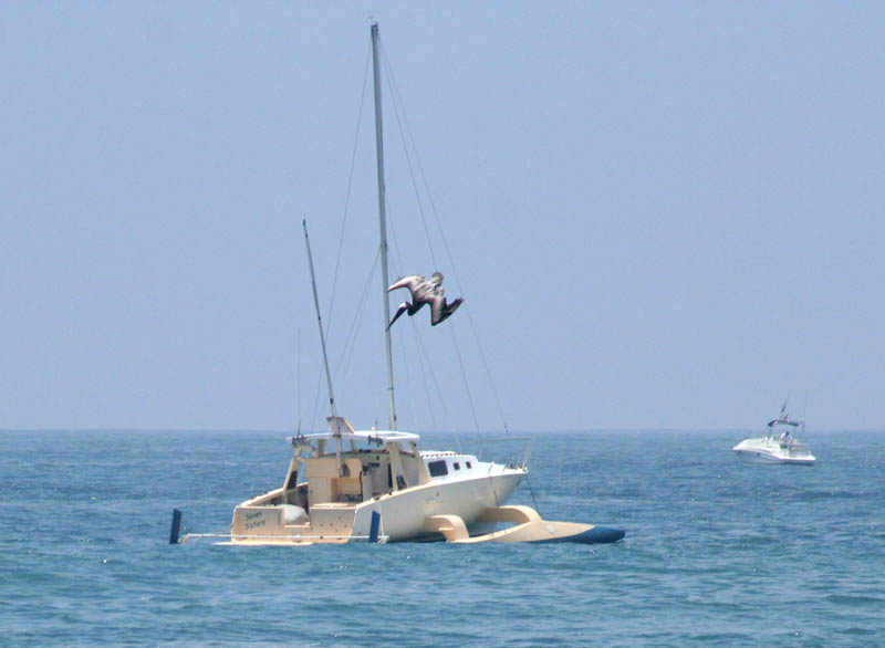 Boat and Pelican
