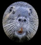 beaver