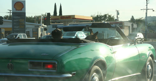 camaro
