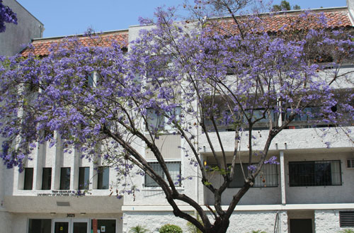 USC Dorm