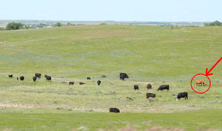 colorado cows