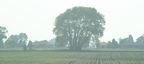 ohio tree