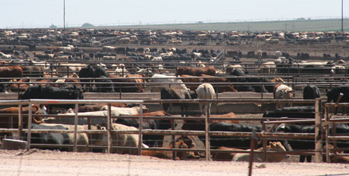 bovina