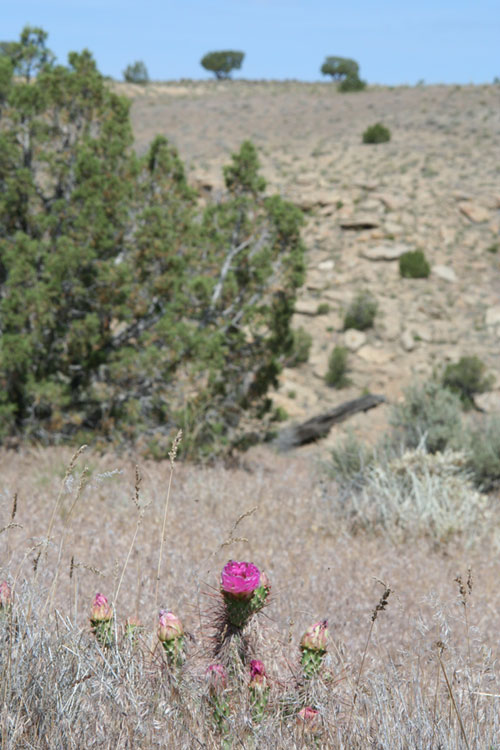 desert flower