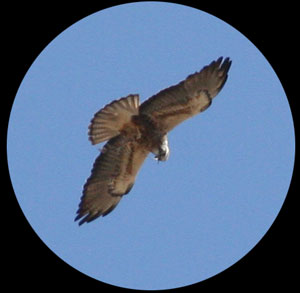 hawk